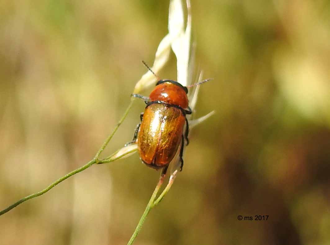 Coptocephala raffrayi, maschio (Chrysomelidae)